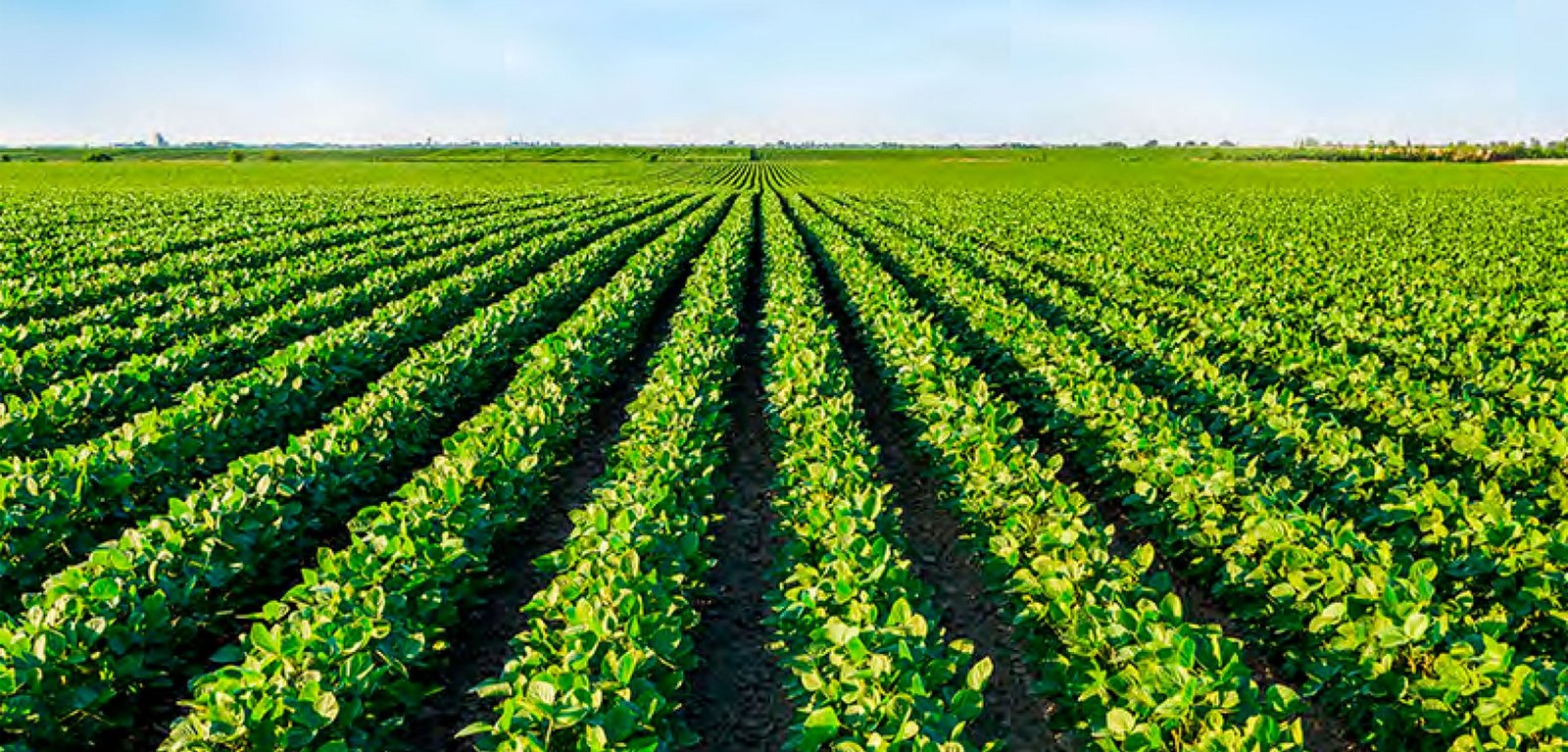 Campo agrícola